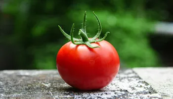 Pianta di pomodoro