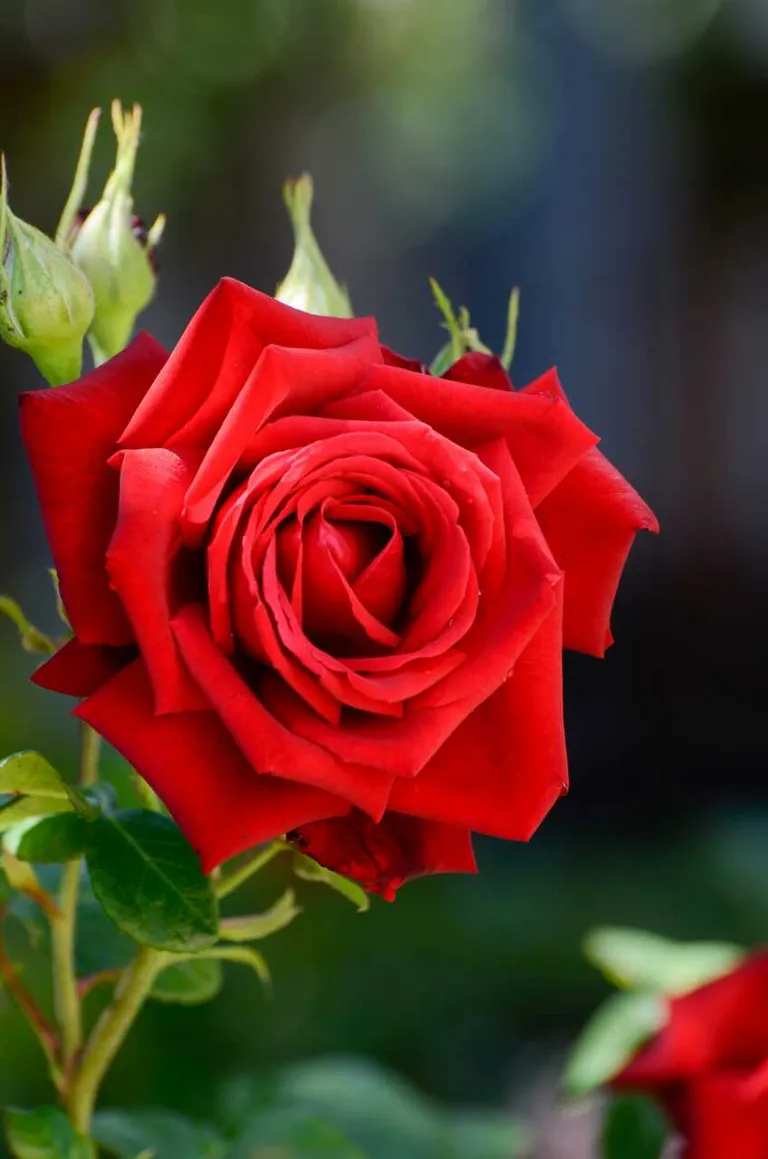 Rosa: cura secondo le fasi lunari
